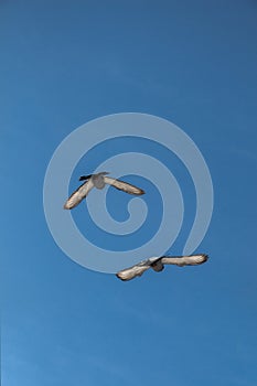 Twin pigeons flying in air