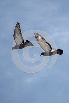 Twin pigeons flying in air