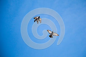 Twin pigeons flying in  air