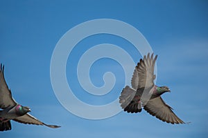 Twin pigeons flying in  air