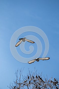 Twin pigeons flying in air