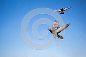 Twin pigeons flying in air