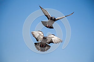 Twin pigeons flying in air