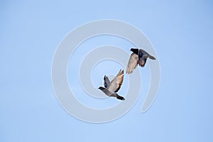 Twin pigeons flying in air