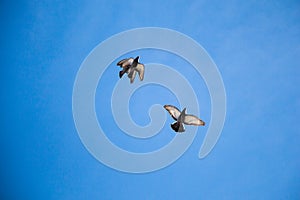 Twin pigeons flying in air