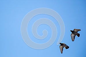 Twin pigeons flying in air