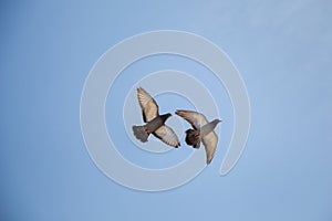 Twin pigeons flying in air