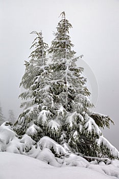 Twin pine trees huddle close to each other and are covered in deep pure white snow