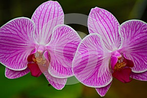 Twin Pink Orchids