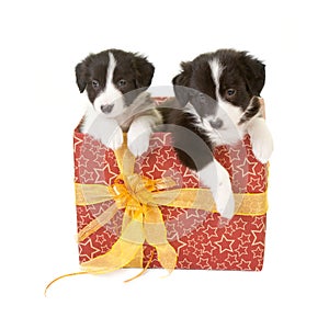 Twin puppies as a gift