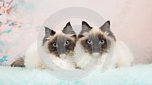 Twin rag doll cats photo