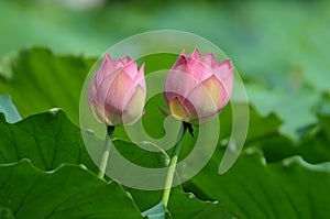 Twin Red Lotus