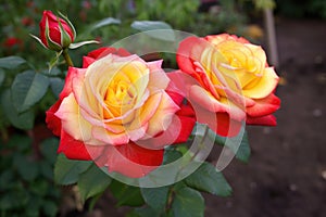 twin roses in the flowerbed