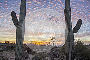 Twin Saguaro cactus near sunset in Arizona