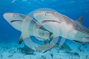 Twin sharks