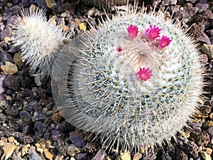 The twin spined cactus Mammillaria geminispina