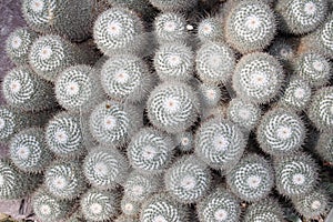 Twin spined cactus - Mammillaria Geminispina