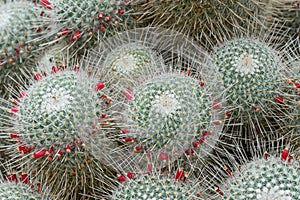 Twin spined cactus Mammillaria geminispina, red budding pants