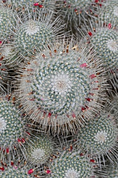 Twin spined cactus Mammillaria geminispina, red buds