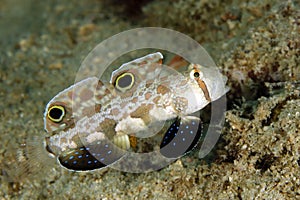 Twin-spot Goby