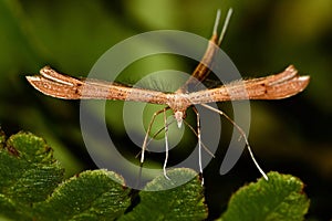 Twin-spot Plume, Stenoptilia bipunctidactyla