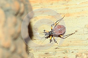 Twin-spotted assasin bug
