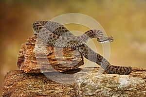 Twin-Spotted Rattlesnake On Top of Rock