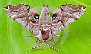 Twin-spotted Sphinx Moth