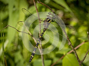 Twin-spotted Spiketail Dragonfly