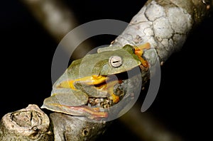 Twin-spotted Treefrog (Rhacophorus bipunctatus)