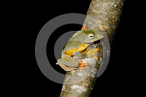 Twin-spotted Treefrog (Rhacophorus bipunctatus)