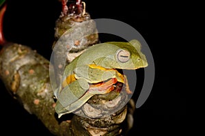 Twin-spotted Treefrog (Rhacophorus bipunctatus)