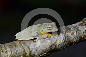 Twin-spotted Treefrog (Rhacophorus bipunctatus)