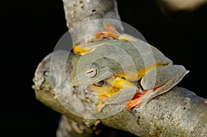 Twin-spotted Treefrog (Rhacophorus bipunctatus)