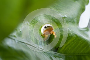 Twin-spotted Treefrog Rhacophorus bipunctatus looking curious photo