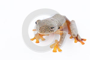 Twin-spotted Treefrog Rhacophorus bipunctatus on a white back