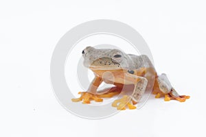 Twin-spotted Treefrog Rhacophorus bipunctatus on a white back