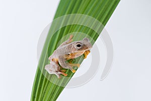 Twin-spotted Treefrog Rhacophorus bipunctatus on a white back