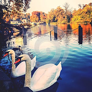 Twin swans in an autumnal river