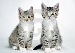 Twin Tabby Kittens Adoption Photo photo