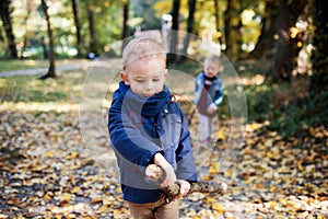 Twin toddler sibling boy and girl walking in autumn forest.