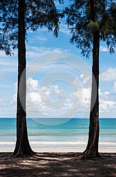 Twin trees and blue sea