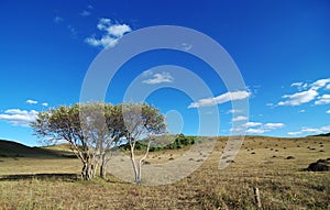 Twin trees on hills