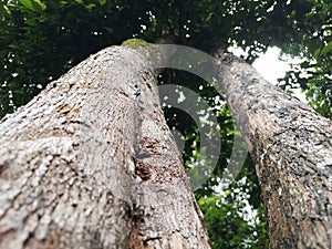 twin trees that are hundreds of years old