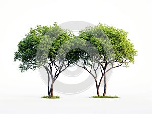 Twin Trees Isolated on White
