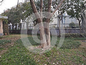 Twin trees in Xi`an urban green belt, Shaanxi, China