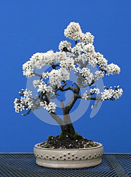 A twin trunk blackthorn bonsai in full spring flower