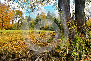 Twin trunk tree nature forest landscape