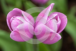 Twin tulip, Keukenhof Garden, Holland