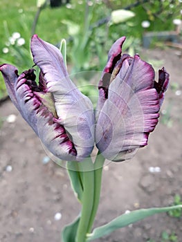 Twin tulips. Two rings on one double stem.